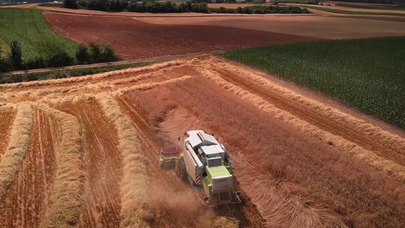 Combine harvester collecting wheat