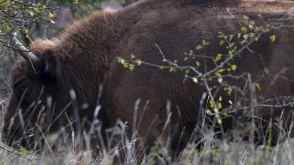 European bison bonasus walking in long grass,behind a bush,Czechia.