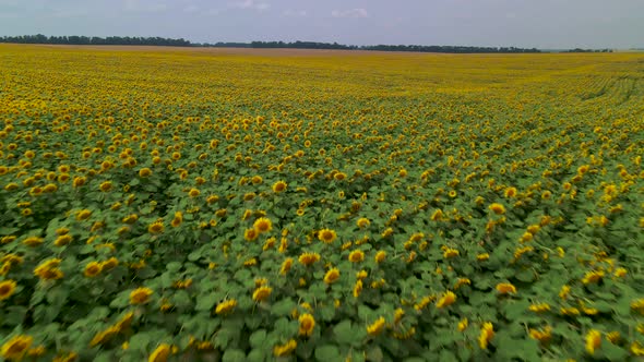 Beautiful Aerial View Above to the Sunflowers Field