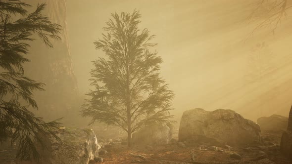 Autumn Forest and Trees in Morning Fog alt