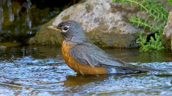 An American robin splashing and playing in the water on a hot day - slow motion