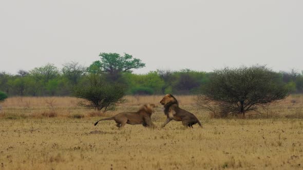 Two Fierceful Male Lions Fighting At The Middle Of African Savanna Under Heat Of The Sun - Wide Shot