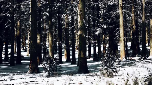 Sunset or Sunrise in the Winter Pine Forest Covered with a Snow