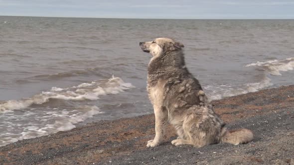 Dog And Sea