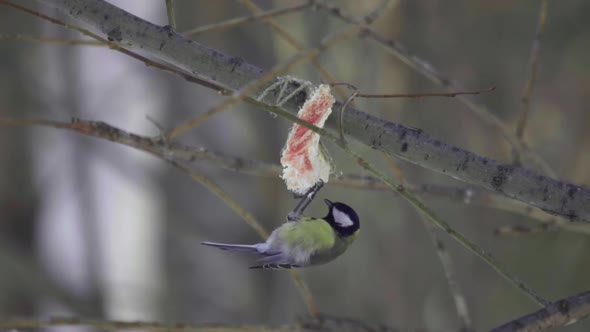 Titmouse Eating Lard