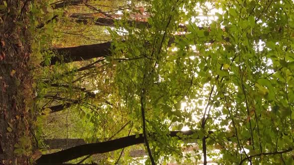 Vertical Video of an Autumn Forest During the Day in Ukraine