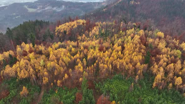 Autumn Sunrise in the forest