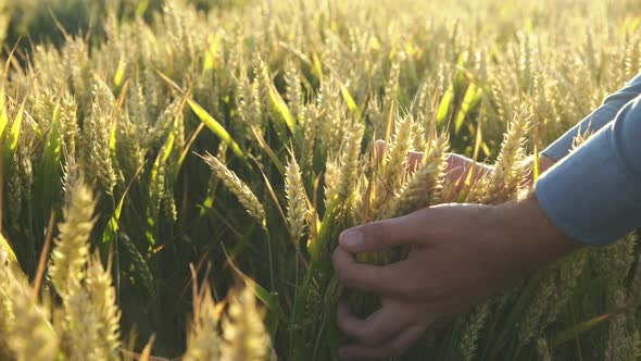 Close View of Farmer's Hands Catches Thick Wheat Ears on Field