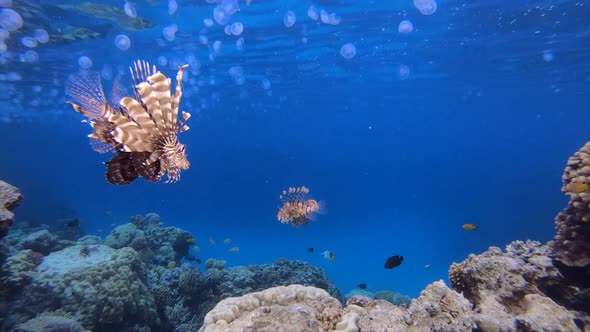 Underwater Lion-fish