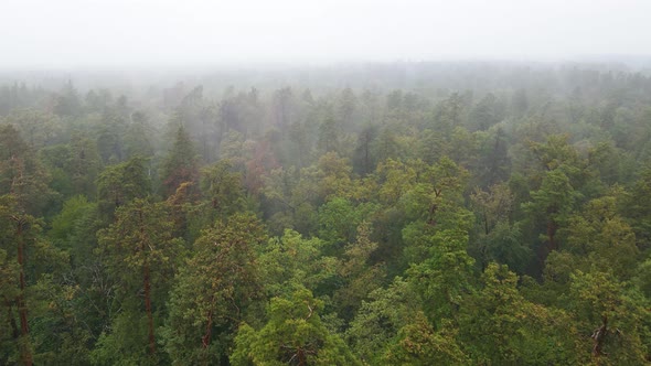 Fog in the Forest Aerial View