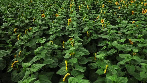 Drone shot of sunflowers 4k drone video of sunflower field. Agriculture. Aerial view of sunflowers. 