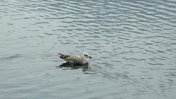 Floating Seagull