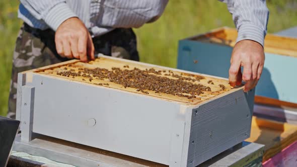 Beekeeper neatly holds the frame with bees