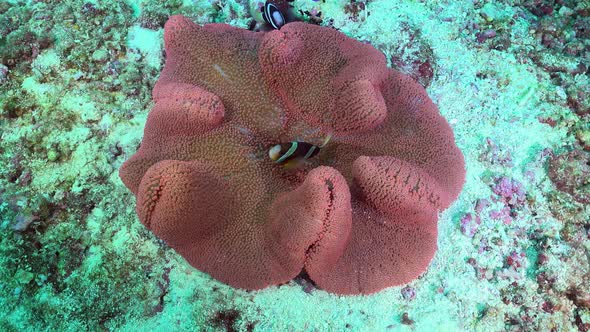 Clark's anemonefish (Amphiprion clarkii) swimming in big open anemone, filmed from above