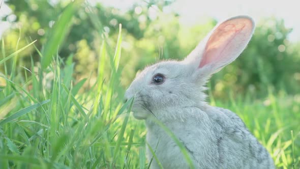 Cute Fluffy Light Gray Domestic Rabbit with Big Mustaches Ears Eats Young Juicy Green Grass Bright