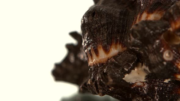 Unusual Brown Sea Shell on Black, Rotation, Reflection, Close Up