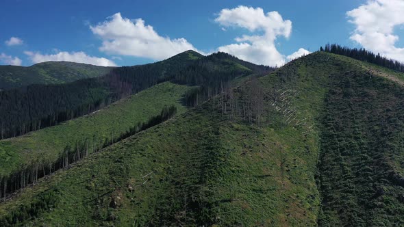 Aerial view of tree felling in Rohace, Western Tatras in Slovakia