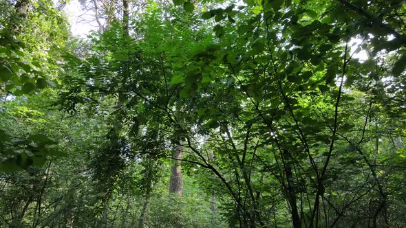 Green Forest with Trees By Day