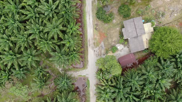 Aerial View of The Palm Oil Estates