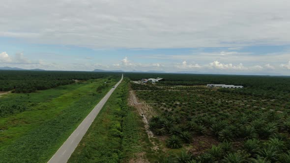 Aerial View of The Palm Oil Estates