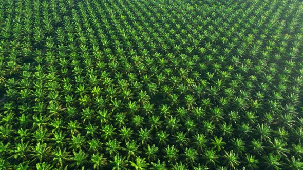 Drones fly over palm oil trees planted on large commercial farms
