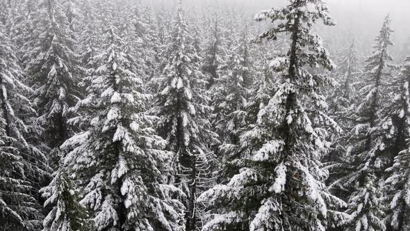 Flying over snow covered forest in Oregon