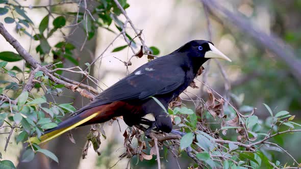 New World tropical icterid bird named Crested Oropendola flying away in slow motion