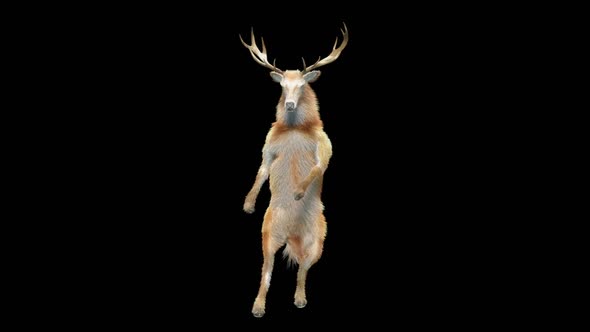 28 Deer Dancing HD