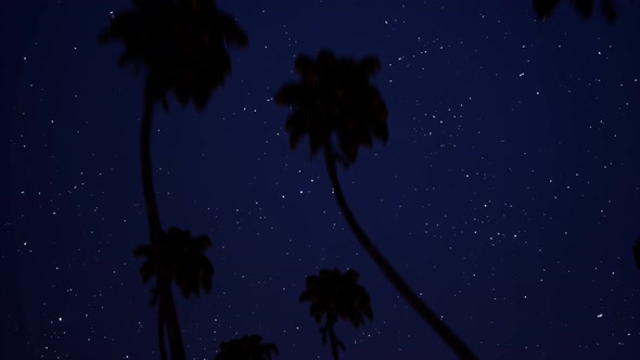 Sky with Stars and Palm Trees Low Angle