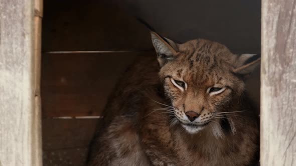 Eurasian Lynx Sitting in a Wooden House at the Zoo