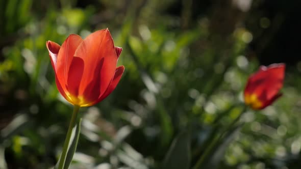 Shallow DOF red tulip lily plant in slow motion 1920X1080 HD footage - Tulipa gesneriana flower bulb