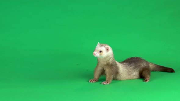 Ferret Is Walking and Sniffing at Green Screen Background.