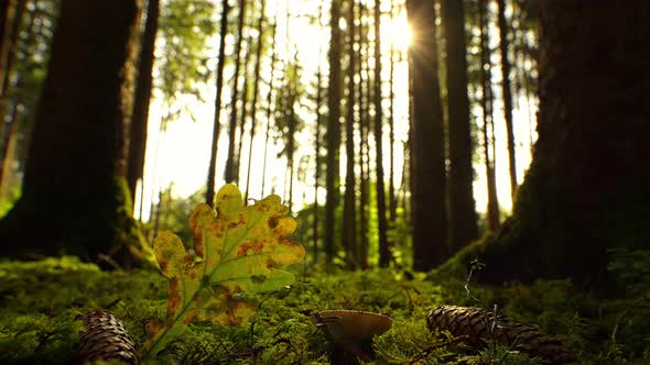 Timelapse of an autumn colored forest scenery where the sun is shining through the trees and reveals