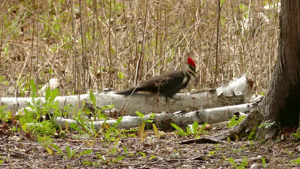 Red-crested woodpecker pecking on a fallen trunk in the jungle.