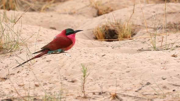 Close up: Beautiful multicolor Southern Carmine Bee-eater bird poses