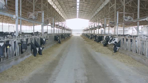 Cows eating Silage in a large dairy farm, milk production