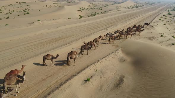 Aerial view of a group of camels in the desert curious with drone, U.A.E.