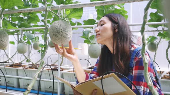 Modern agriculture concepts, Farmer women checking the quality of the melon on her farm