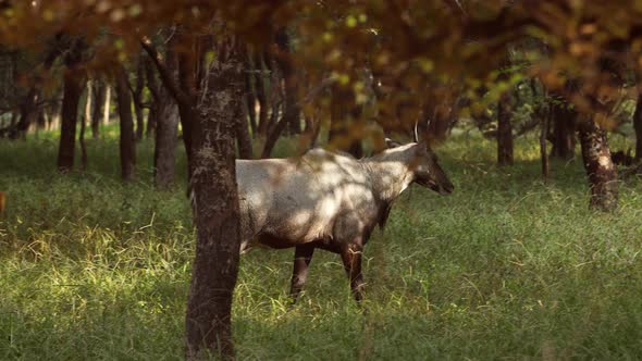 Nilgai or Blue Bull Is the Largest Asian Antelope and Is Endemic To the Indian Subcontinent