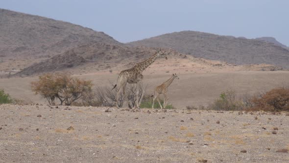 Mother and Baby Giraffe Walk Away on A Dry Savanna 