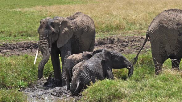 African Elephant, loxodonta africana, Group standing in Swamp, Calf, Having Bath