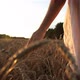 Woman's Hand Touching the Wheat - VideoHive Item for Sale