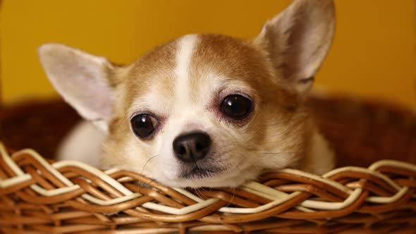 Chihuahua Dog Sits in a Basket on a Yellow Background