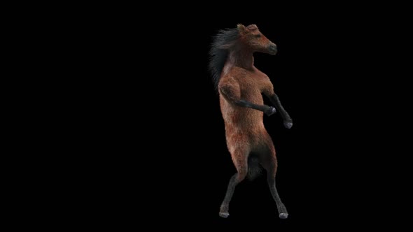 59 Horse Dancing HD