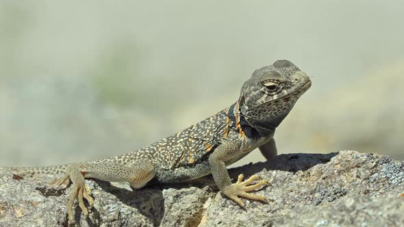 Great Basin Collared Lizard basking in the sun