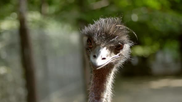 Ostrich close up head looking