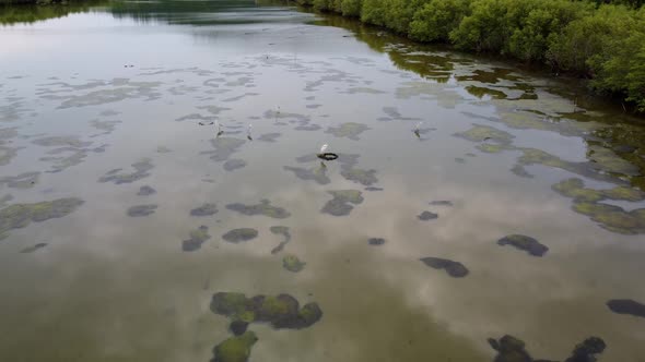 Aerial view heron birds search food near algae float pond