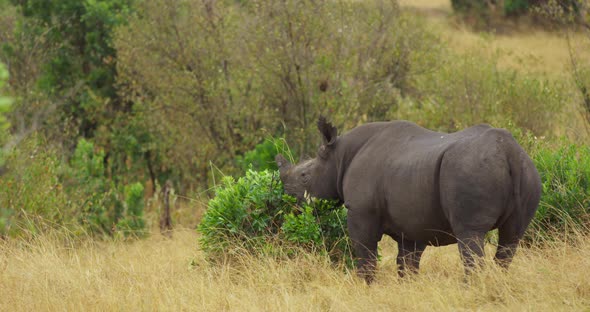 Rhino eating in the wilderness