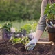 A Woman Planting Seedlings in Vegetable Garden - VideoHive Item for Sale