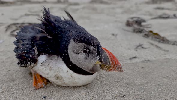 Dying Atlantic Puffin Stranded on Portnoo Beach in County Donegal  Ireland